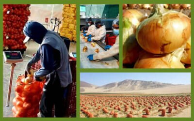 Midseason Crop Report for Peruvian Onion
