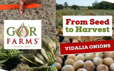 Vidalia Onion: Curing & Shipping