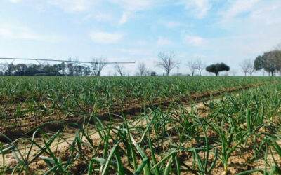 The Vidalia Onion Crop Update – January, 2021