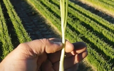 The first Vidalia Onions are being planted. Watch the second video in the series “From Seed to Table”