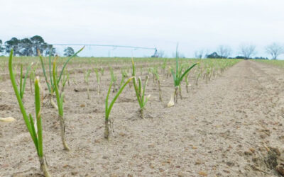 Our Certified Organic Vidalia Onion Crop Update – January, 2021