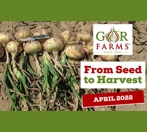 Vidalia Onion Crop Report: April 2022