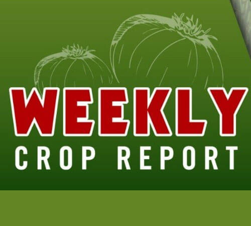 Vidalia Onion Crop Report: February 2022