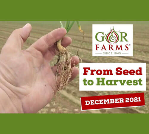 Vidalia Crop Report: December 2021