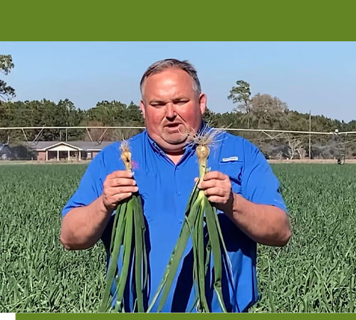 Vidalia Crop Report: March 2022