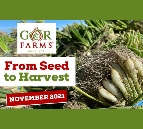 Vidalia Crop Report: November 2021