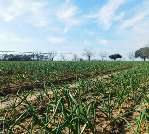 The Vidalia Onion Crop Update – January, 2021