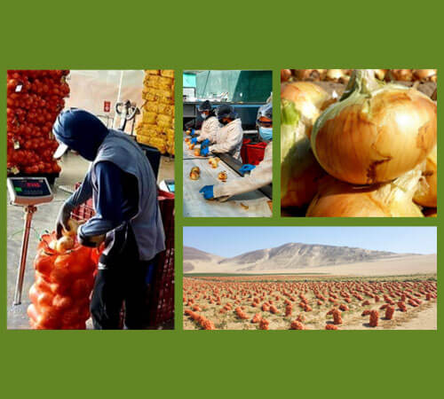 Midseason Crop Report for Peruvian Onion