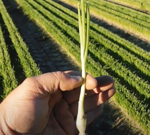 The first Vidalia Onions are being planted. Watch the second video in the series “From Seed to Table”