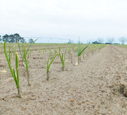 Our Certified Organic Vidalia Onion Crop Update – January, 2021